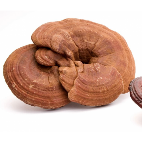 LING ZHI/LINGZHI - Ganoderma Lucidum - 40gr