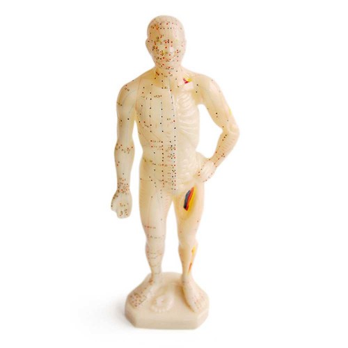 Modelo cuerpo humano hombre
