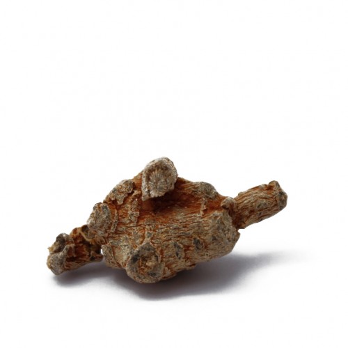 SAN QI/TIAN CHI GINSENG - Radix Pseudoginseng