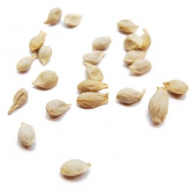 JU HE - Semen Citri Reticulatae