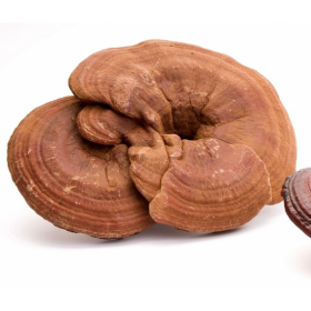 LING ZHI/LINGZHI - Ganoderma Lucidum - 50gr