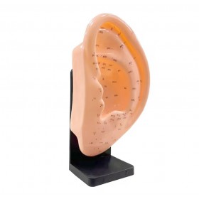 Modelo oreja izquierda