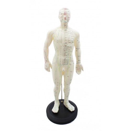 Model cos humà home
