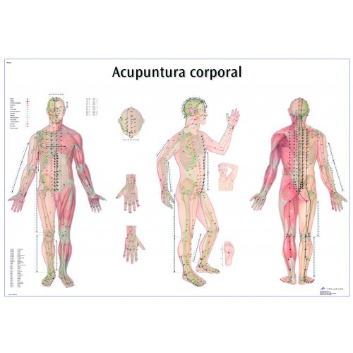 Mural de los puntos de acupuntura (Español)