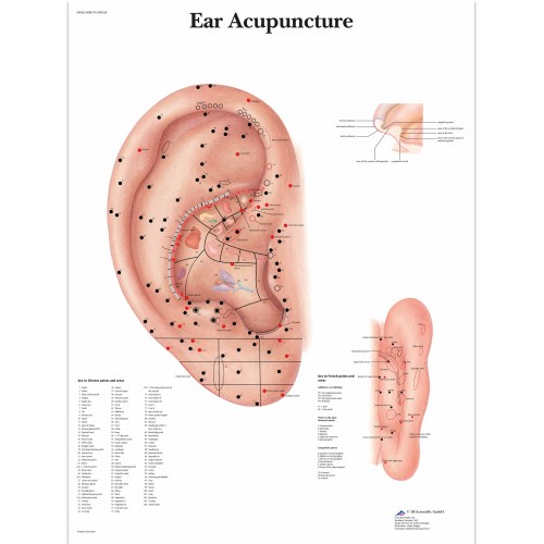 Cartell de Auriculoteràpia (50x67cm)