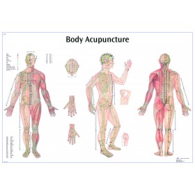 Acupuncture point wall chart (English)